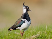 Bristol Wild Mayor Campaign